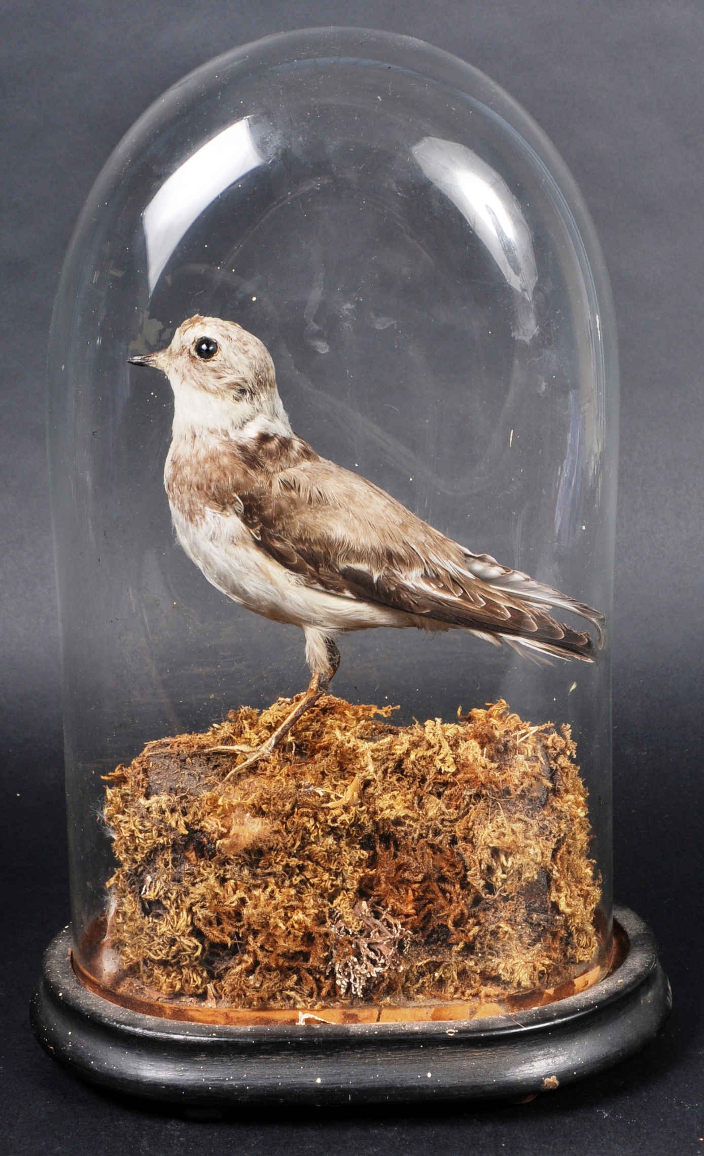 TAXIDERMY VICTORIAN BIRD IN GLASS DOME - Image 6 of 6