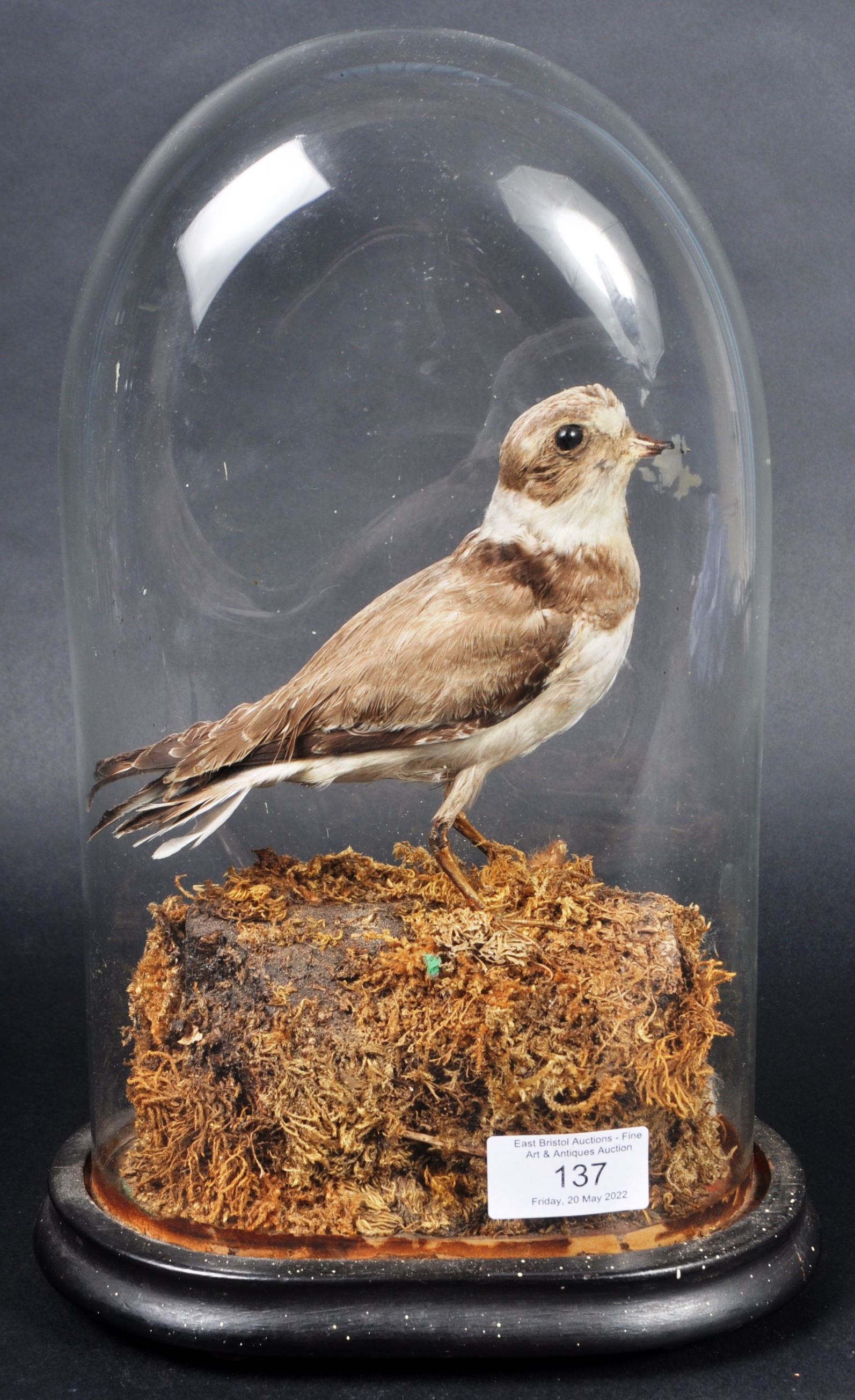 TAXIDERMY VICTORIAN BIRD IN GLASS DOME