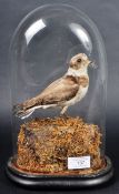 TAXIDERMY VICTORIAN BIRD IN GLASS DOME