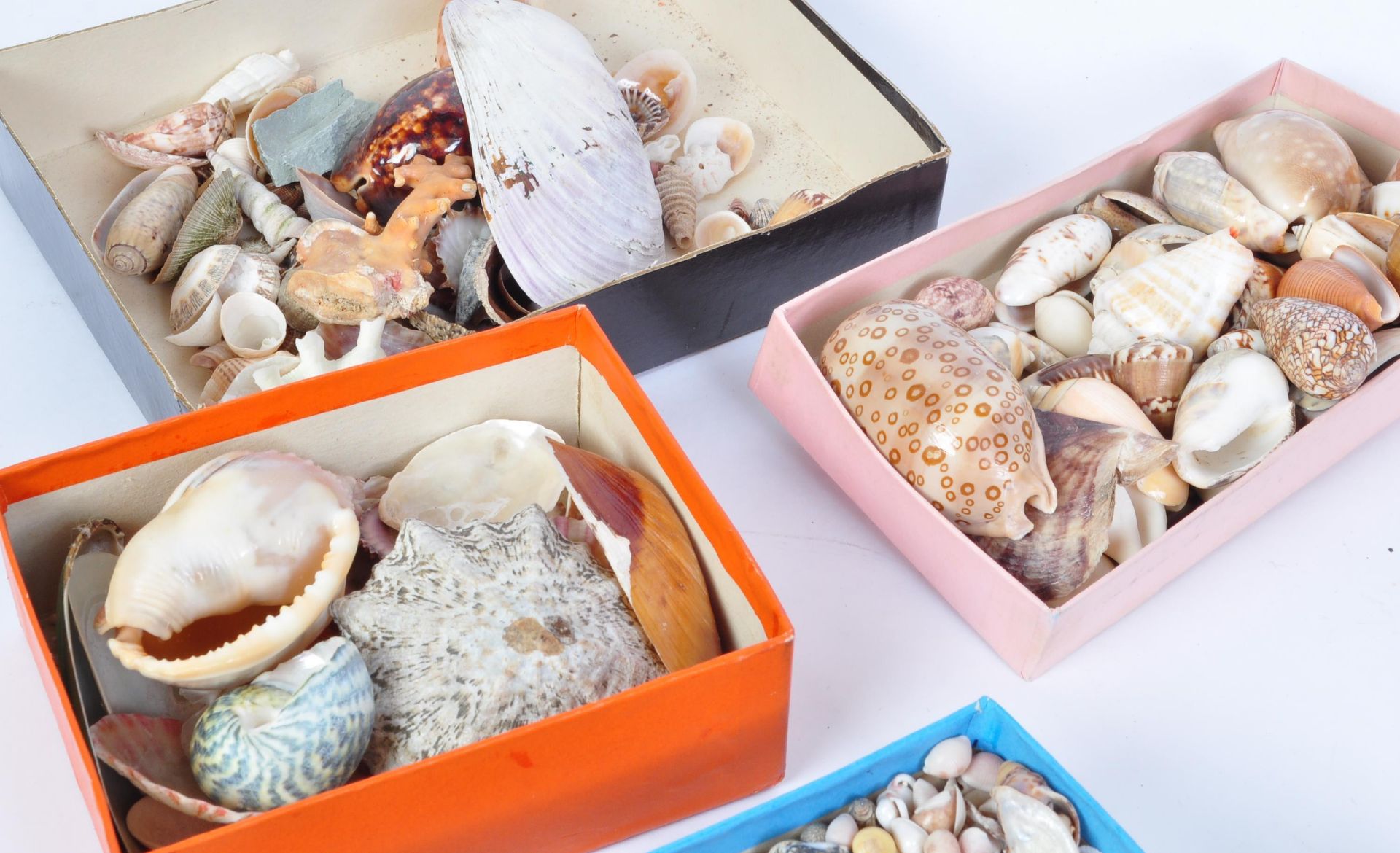 A LARGE COLLECTION OF TROPICAL SEASHELLS & MORE - Image 3 of 7
