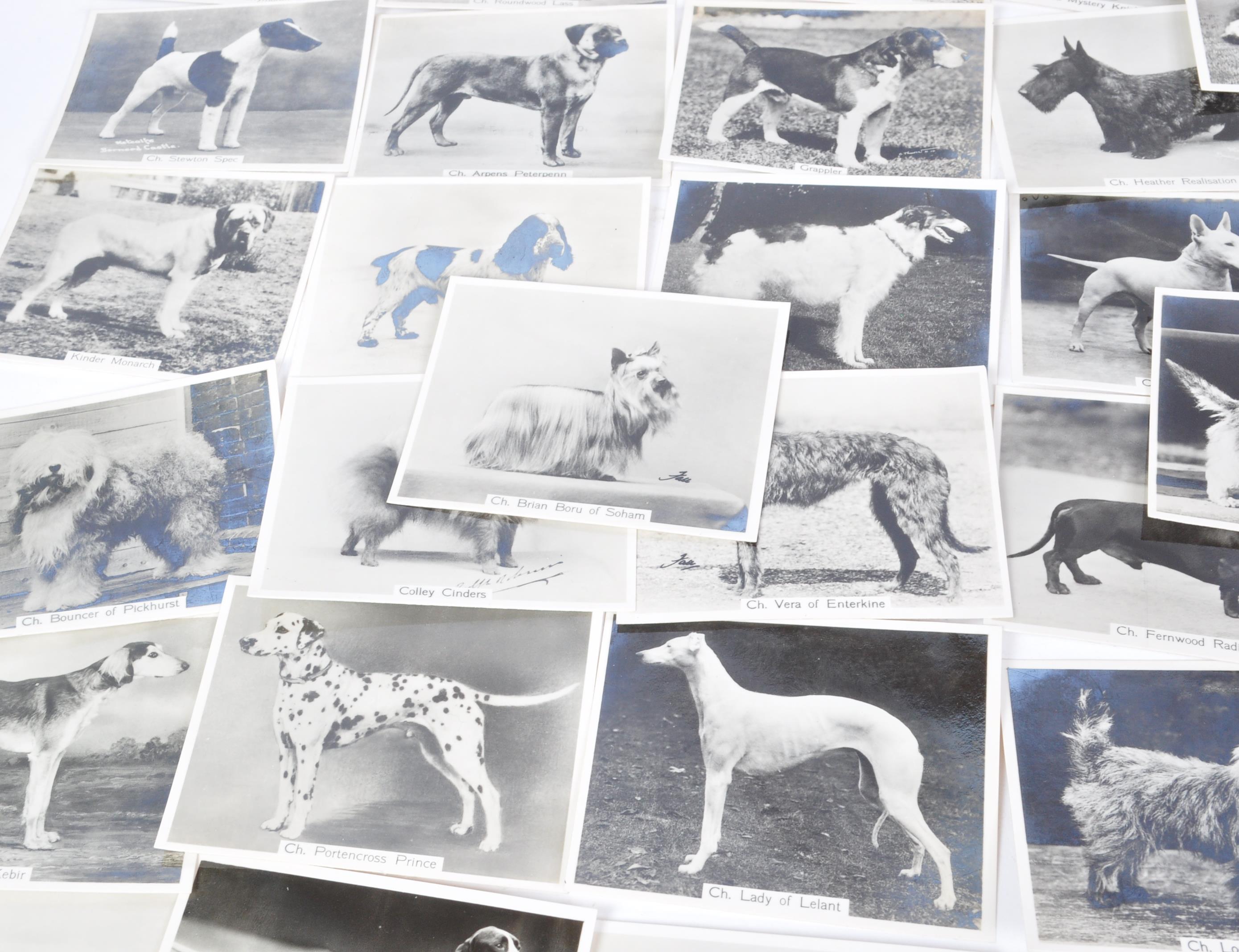 COMPLETE SET JOHN SINCLAIR CHAMPION DOGS CIGARETTE CARDS - Image 5 of 5