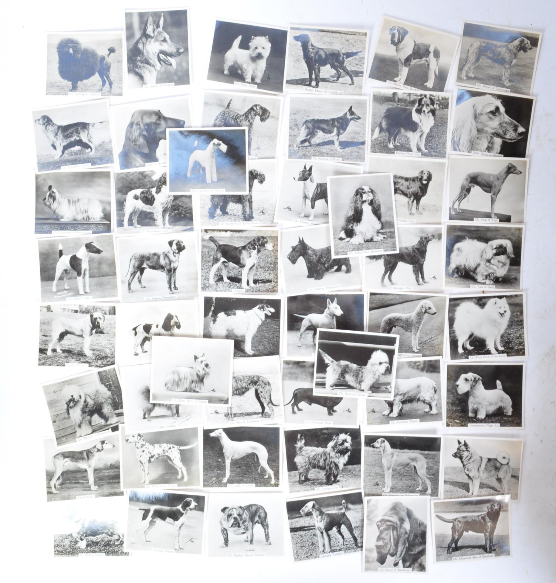 COMPLETE SET JOHN SINCLAIR CHAMPION DOGS CIGARETTE CARDS