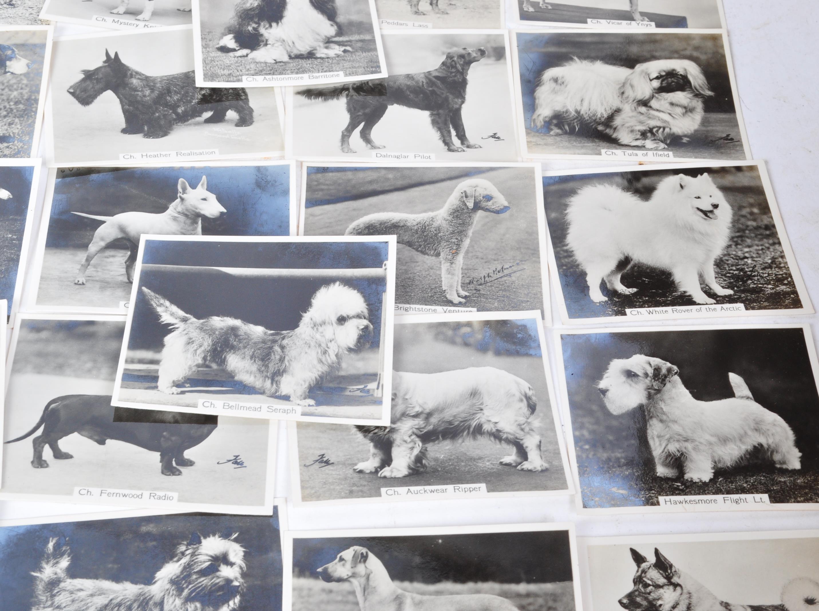 COMPLETE SET JOHN SINCLAIR CHAMPION DOGS CIGARETTE CARDS - Image 4 of 5