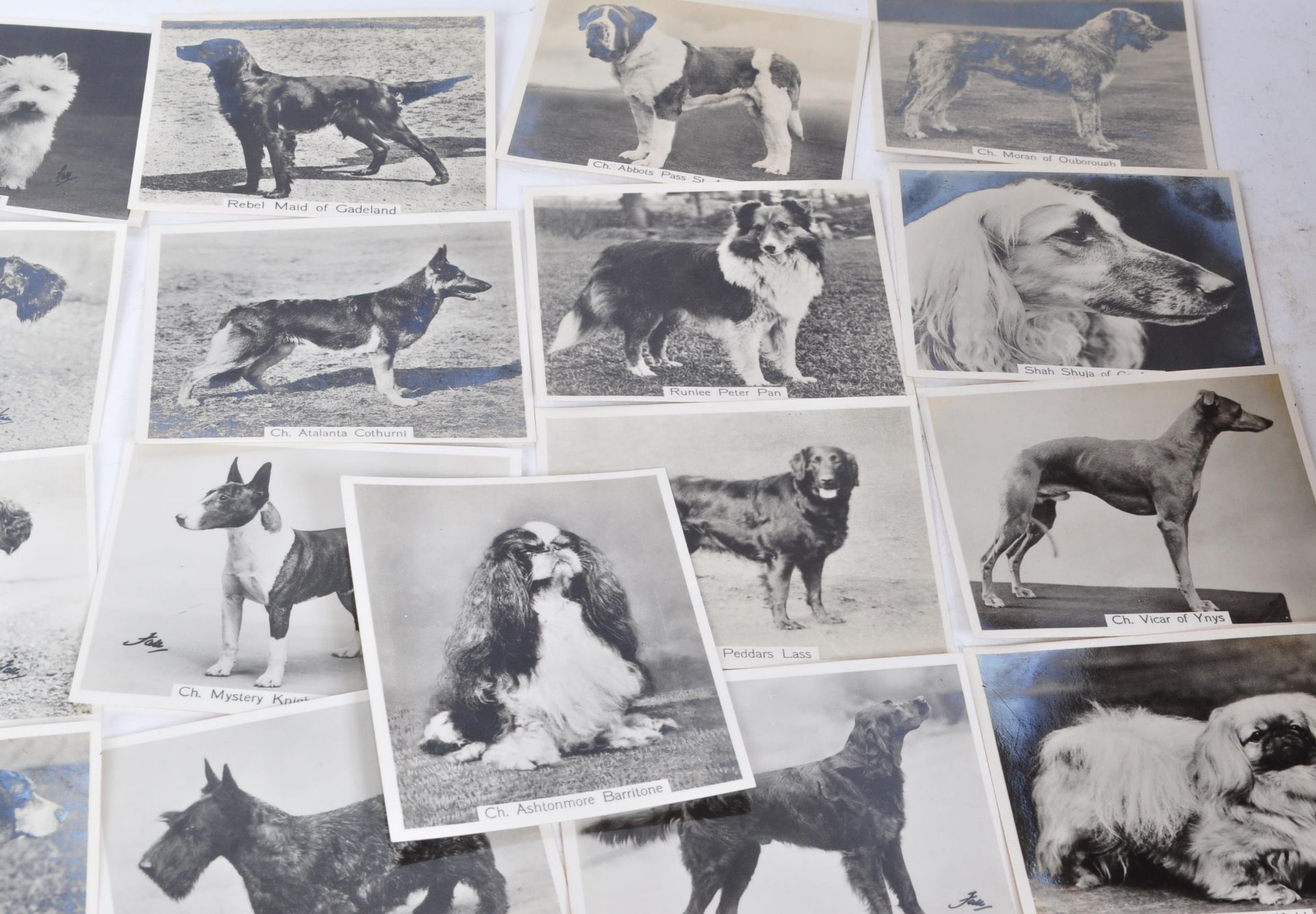 COMPLETE SET JOHN SINCLAIR CHAMPION DOGS CIGARETTE CARDS - Image 3 of 5