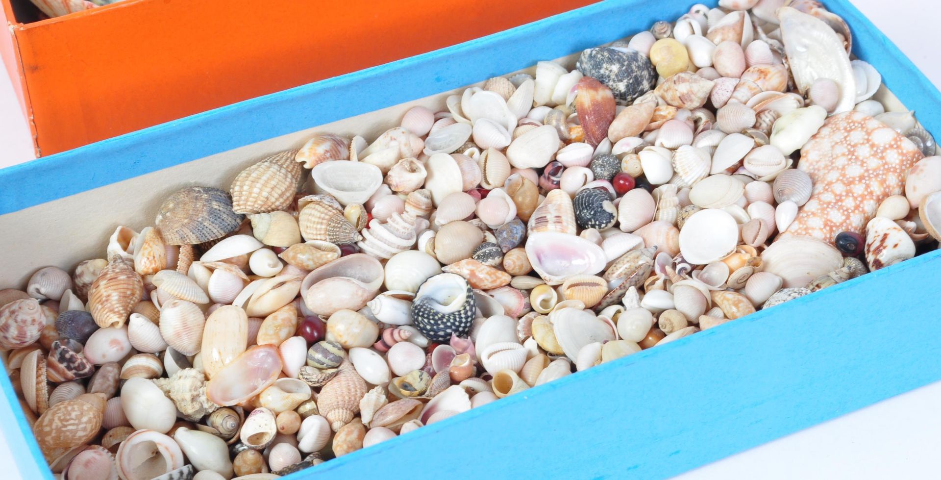 A LARGE COLLECTION OF TROPICAL SEASHELLS & MORE - Image 4 of 7