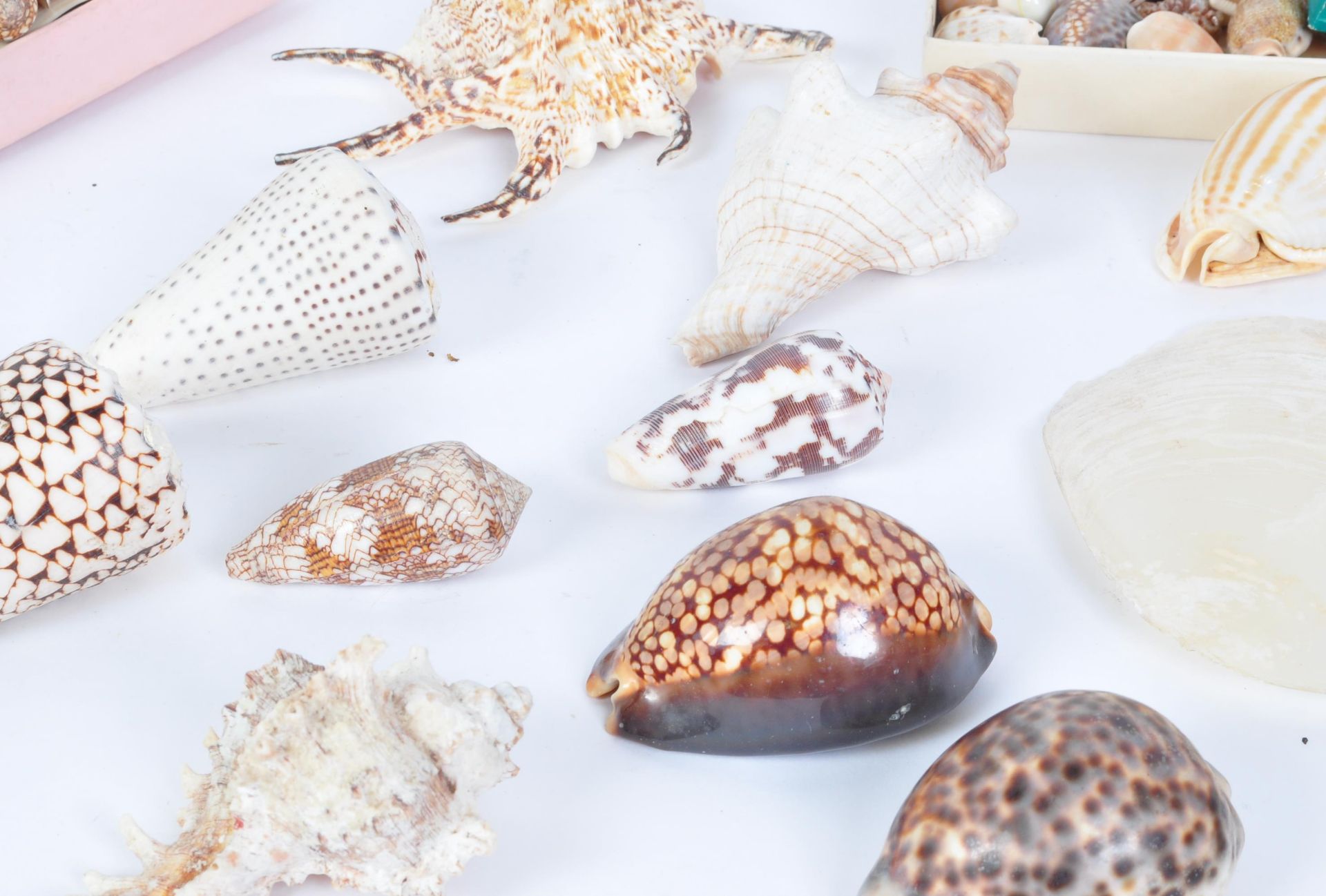 A LARGE COLLECTION OF TROPICAL SEASHELLS & MORE - Image 5 of 7