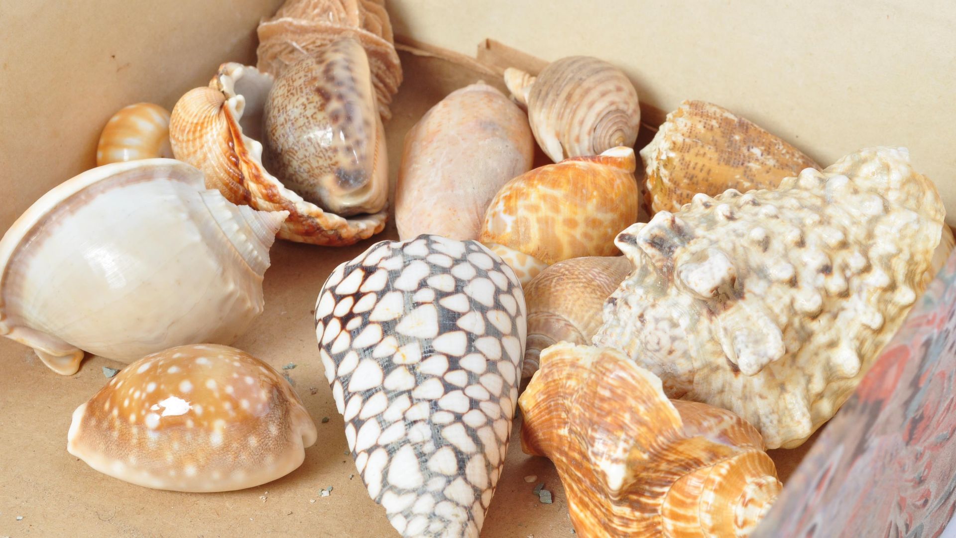 A LARGE COLLECTION OF TROPICAL SEASHELLS & MORE - Image 2 of 7