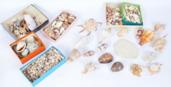 A LARGE COLLECTION OF TROPICAL SEASHELLS & MORE