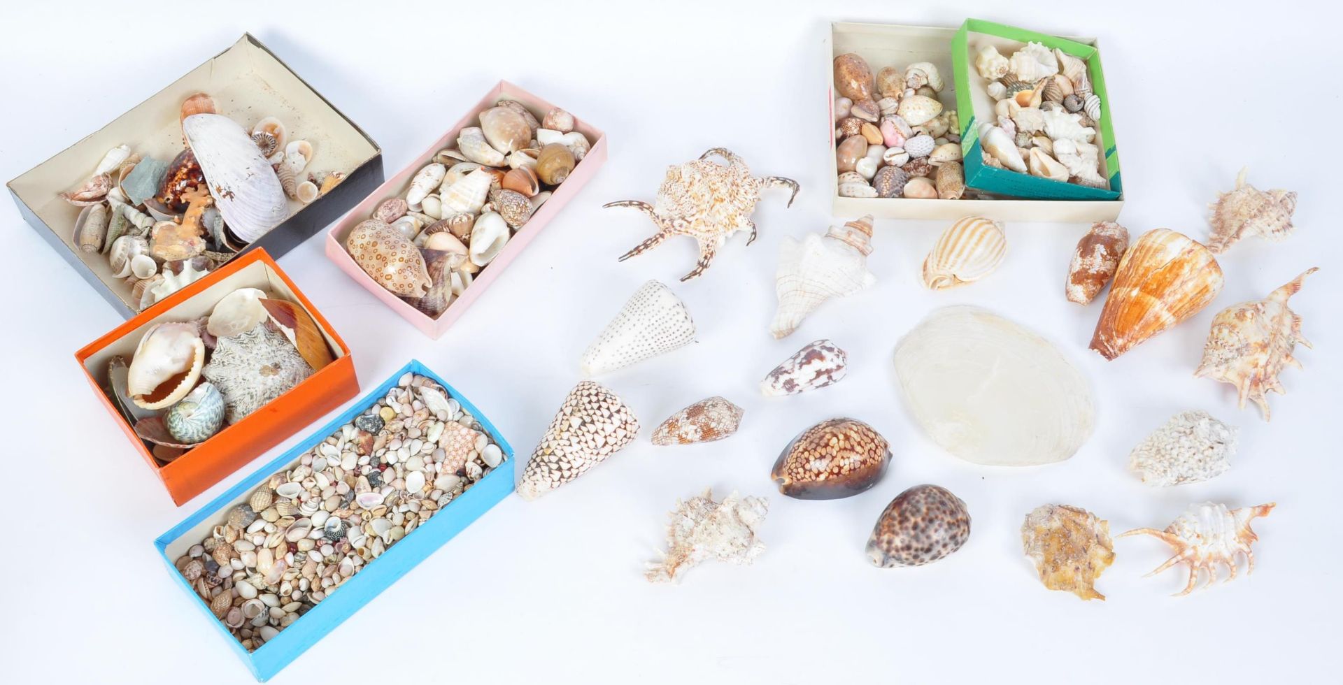 A LARGE COLLECTION OF TROPICAL SEASHELLS & MORE