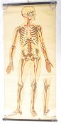 MID 20TH CENTURY CANVAS ANATOMICAL TEACHING CHART