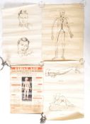 ANATOMICAL CHARTS - FOUR MID CENTURY MEDICAL CHARTS