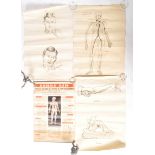 ANATOMICAL CHARTS - FOUR MID CENTURY MEDICAL CHARTS