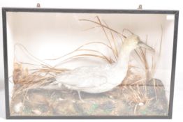 TAXIDERMY / NATURAL HISTORY - CASED EXAMPLE OF A WATERFOWL