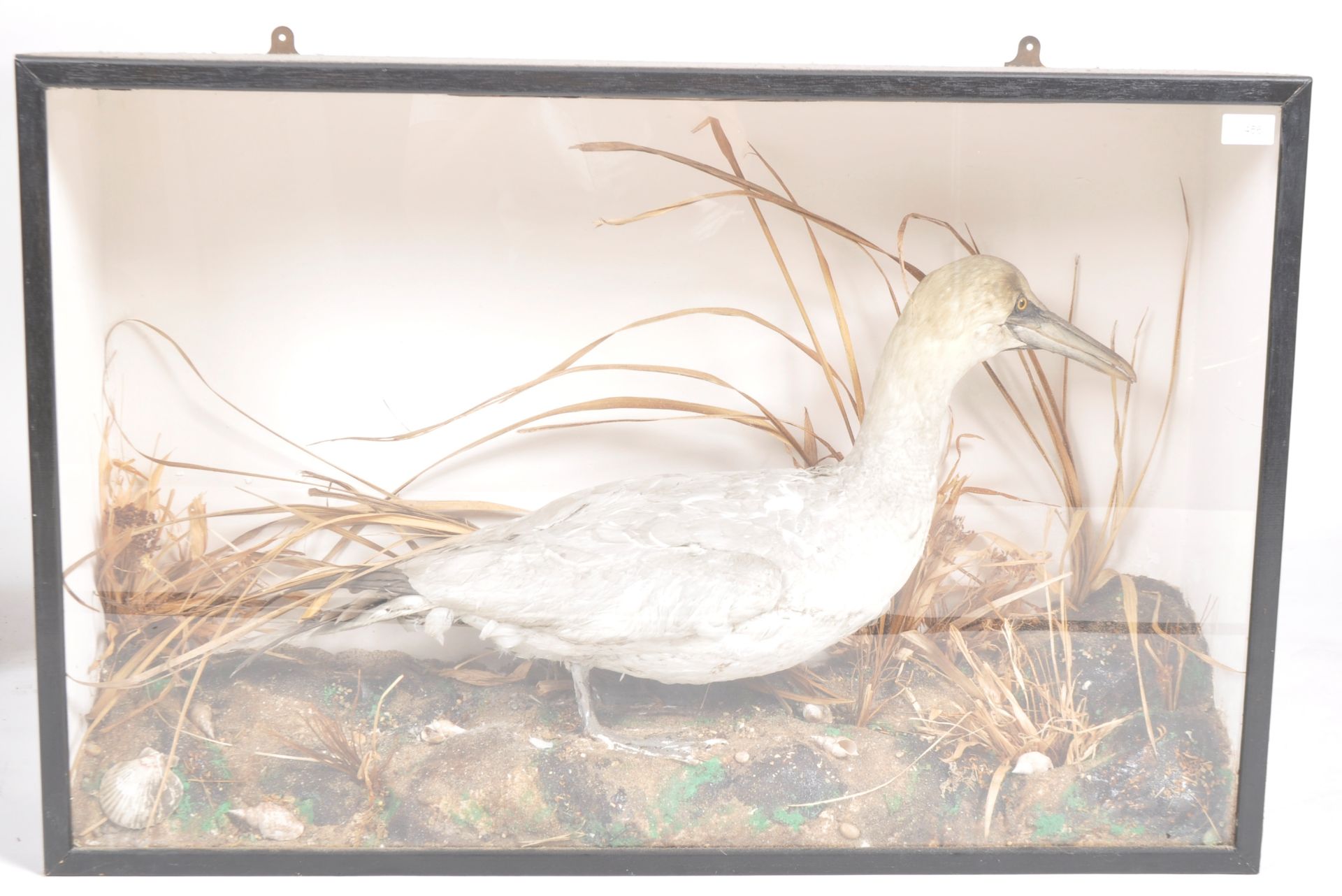 TAXIDERMY / NATURAL HISTORY - CASED EXAMPLE OF A WATERFOWL