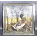 19TH CENTURY VICTORIAN TAXIDERMY CASED MALLARD DUCK