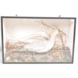 TAXIDERMY / NATURAL HISTORY - CASED EXAMPLE OF A WATERFOWL