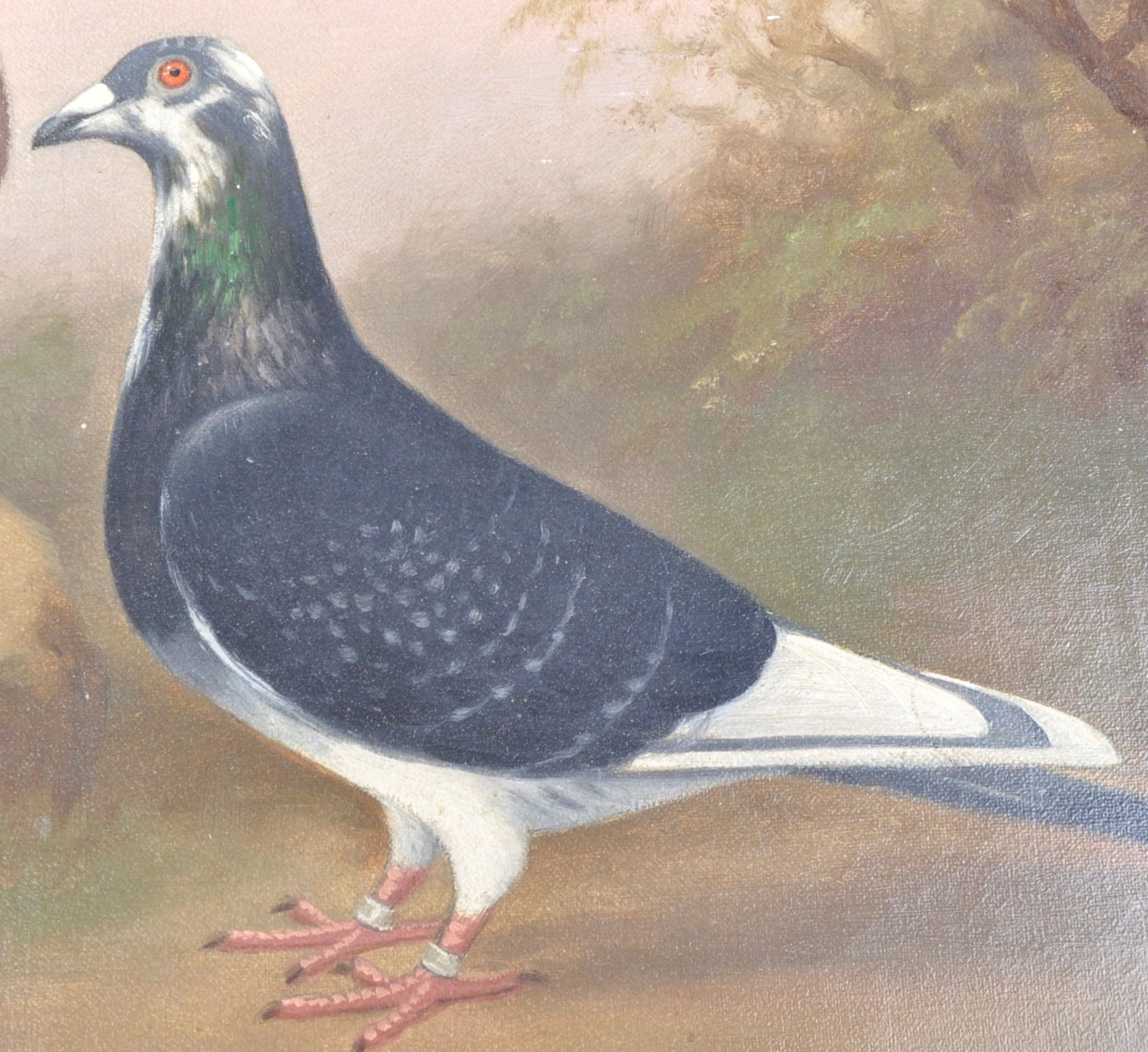 ANDREW BEER (1862-1954) - OIL ON CANVAS TRIPLE PIGEON PAINTING - Image 5 of 11