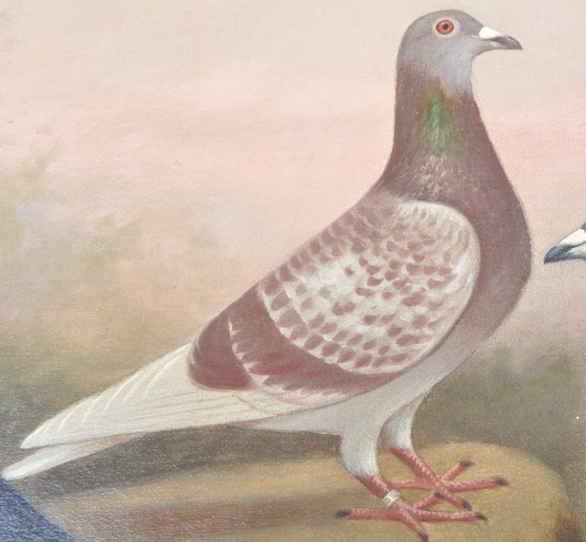 ANDREW BEER (1862-1954) - OIL ON CANVAS TRIPLE PIGEON PAINTING - Image 3 of 11