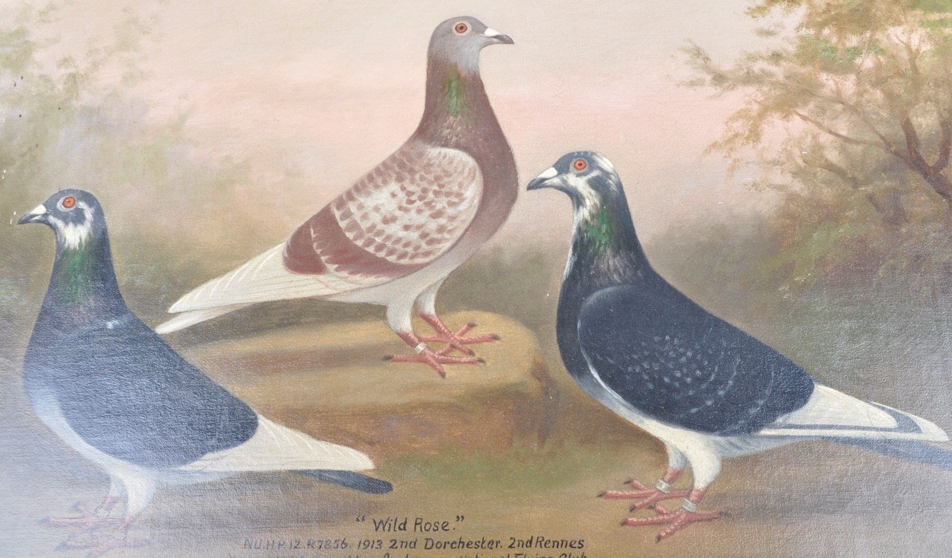 ANDREW BEER (1862-1954) - OIL ON CANVAS TRIPLE PIGEON PAINTING - Image 2 of 11