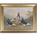 ANDREW BEER (1862-1954) - OIL ON CANVAS TRIPLE PIGEON PAINTING