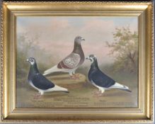 ANDREW BEER (1862-1954) - OIL ON CANVAS TRIPLE PIGEON PAINTING