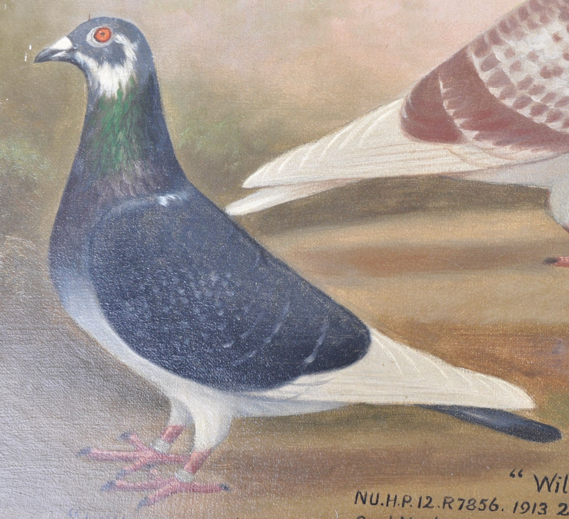 ANDREW BEER (1862-1954) - OIL ON CANVAS TRIPLE PIGEON PAINTING - Image 4 of 11