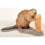 TAXIDERMY & NATURAL HISTORY - STUDY OF A BEAVER