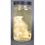 TAXIDERMY / NATURAL HISTORY - WET SPECIMEN DUCKLING