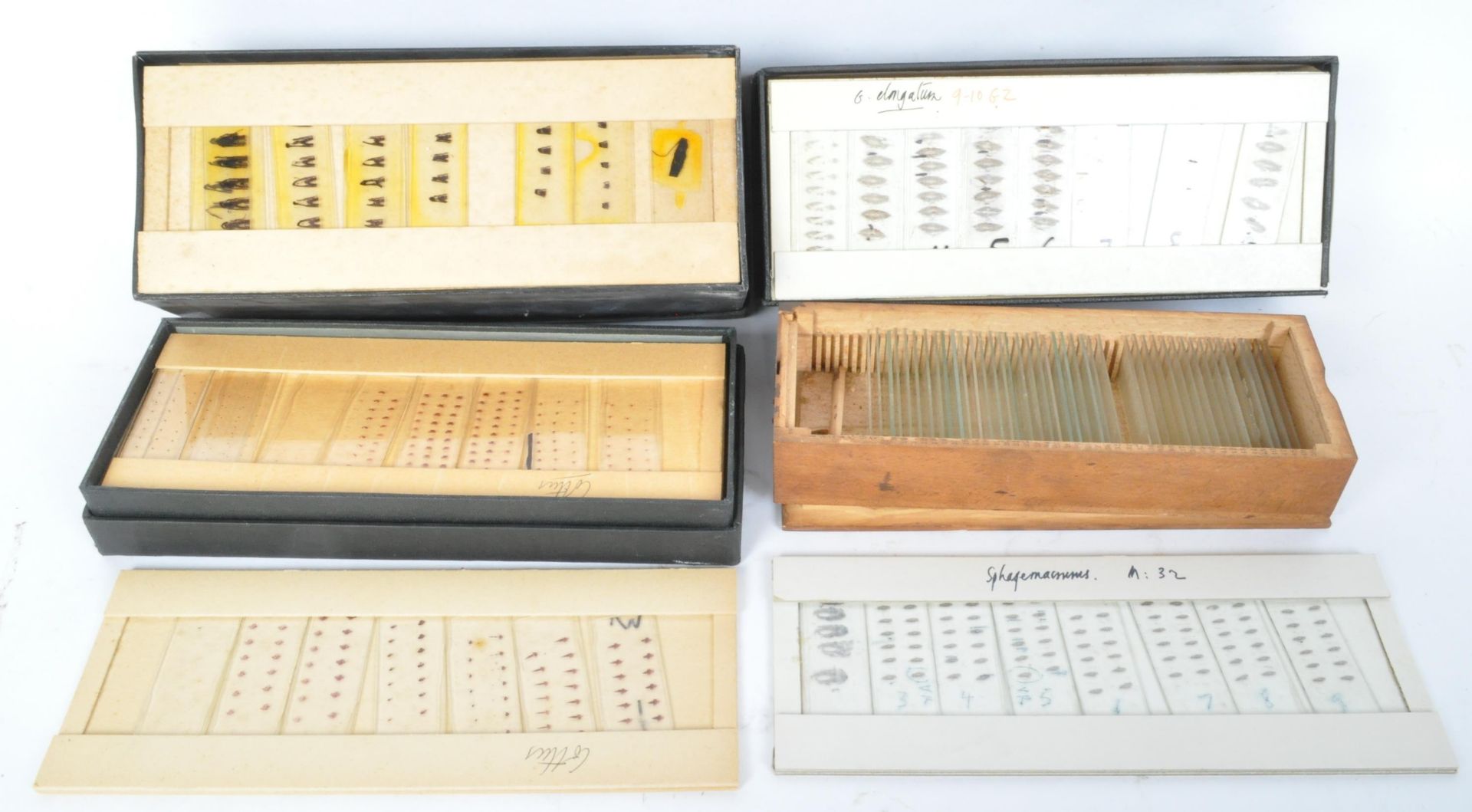 A COLLECTION OF AMPHIBIOUS / SEA LIFE SPECIMEN SLIDES