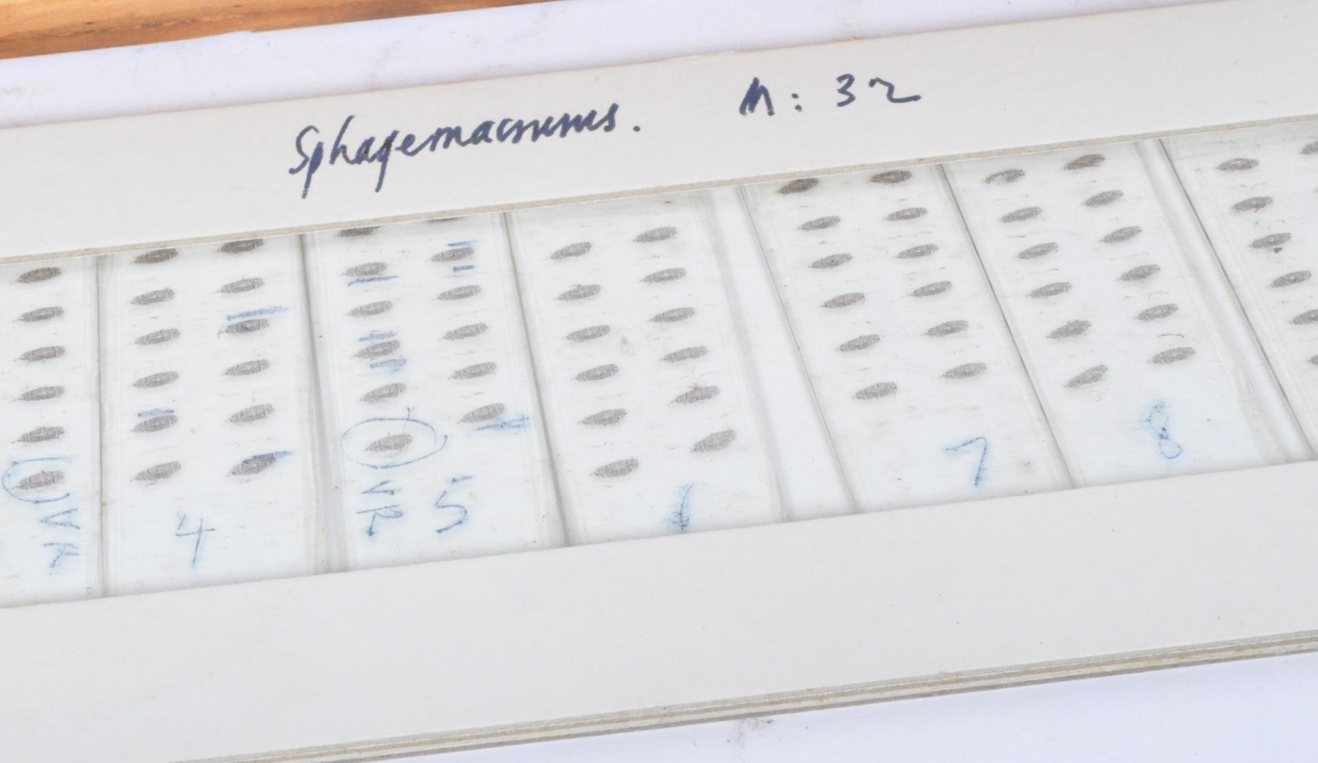 A COLLECTION OF AMPHIBIOUS / SEA LIFE SPECIMEN SLIDES - Bild 5 aus 6