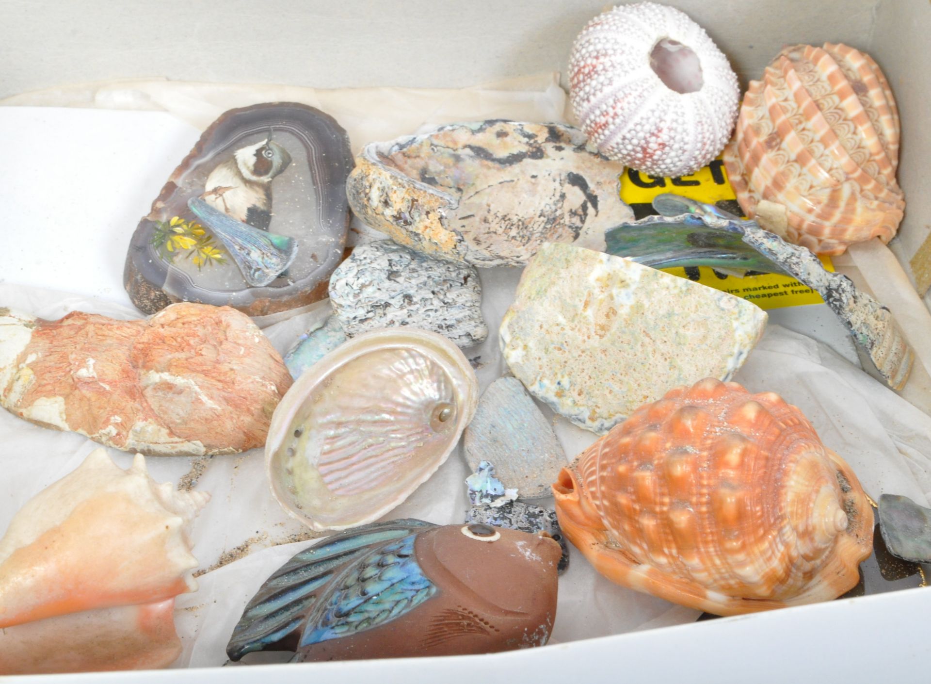 CONCHOLOGY - COLLECTION OF SEA SHELLS - ABALONE & MUREX - Image 4 of 5