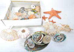 CONCHOLOGY - COLLECTION OF SEA SHELLS - ABALONE & MUREX