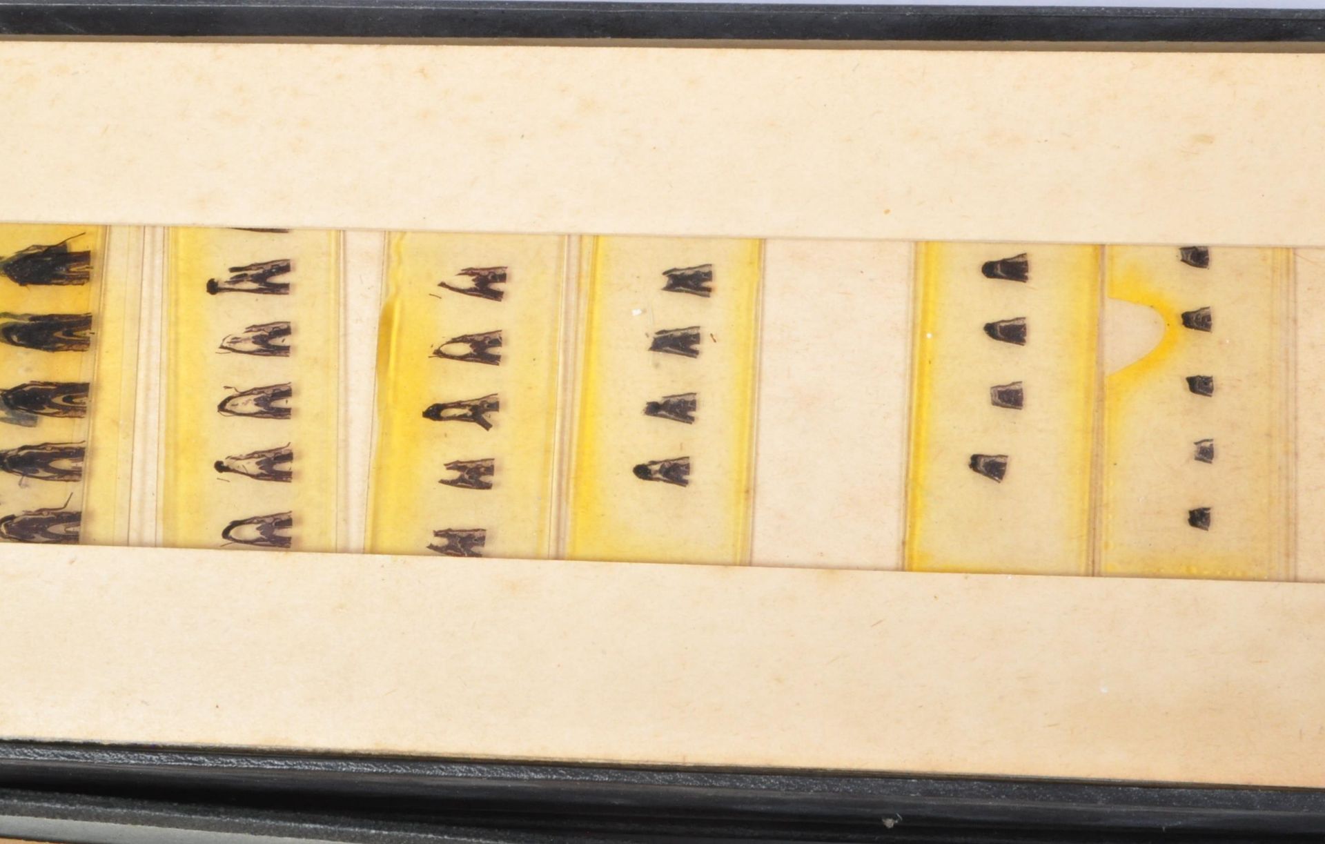 A COLLECTION OF AMPHIBIOUS / SEA LIFE SPECIMEN SLIDES - Bild 2 aus 6