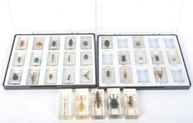 ENTOMOLOGY INTEREST - RESIN SET INSECTS - SPIDERS, BEETLES & FLIES