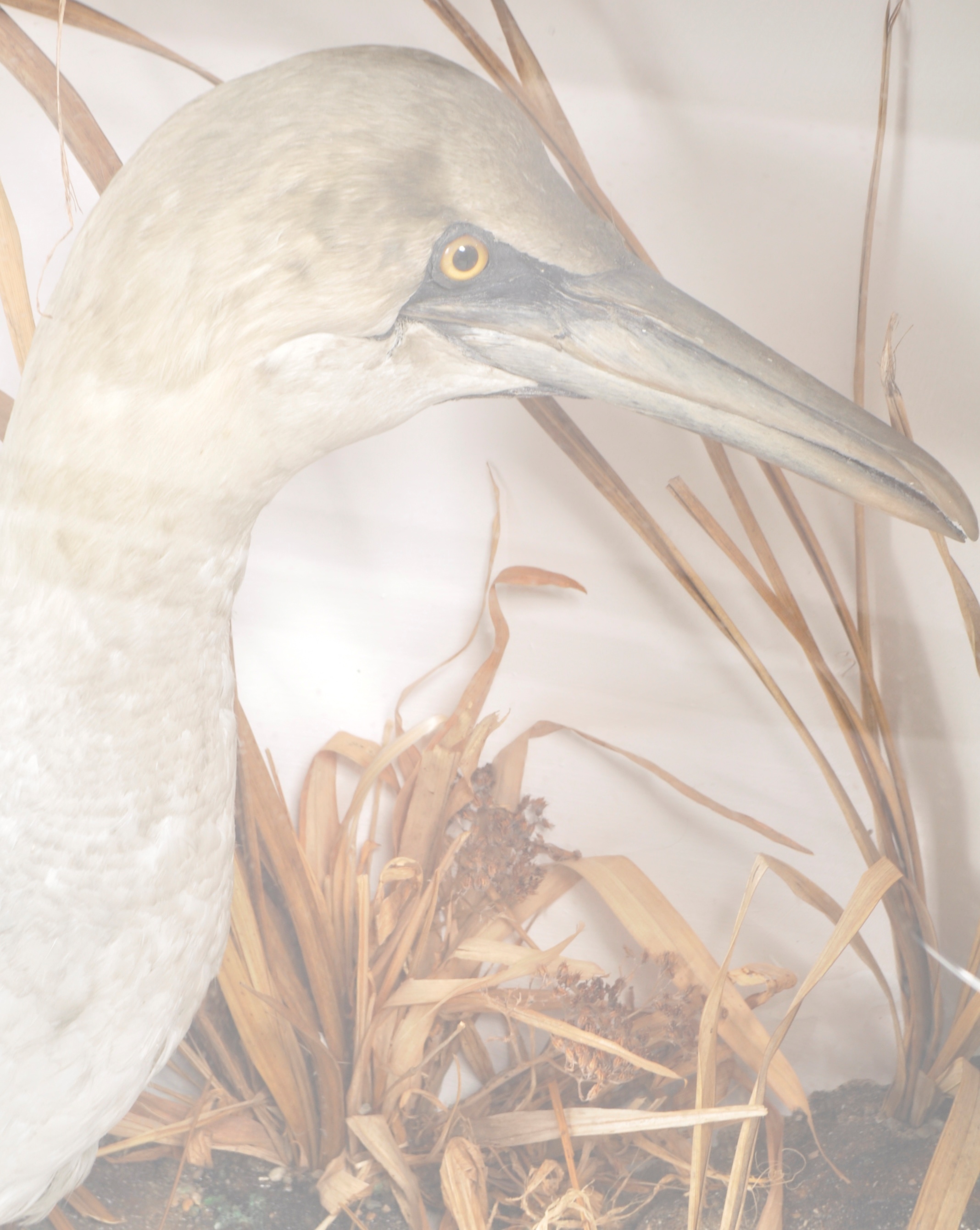 TAXIDERMY / NATURAL HISTORY - CASED EXAMPLE OF A WATERFOWL - Image 4 of 5