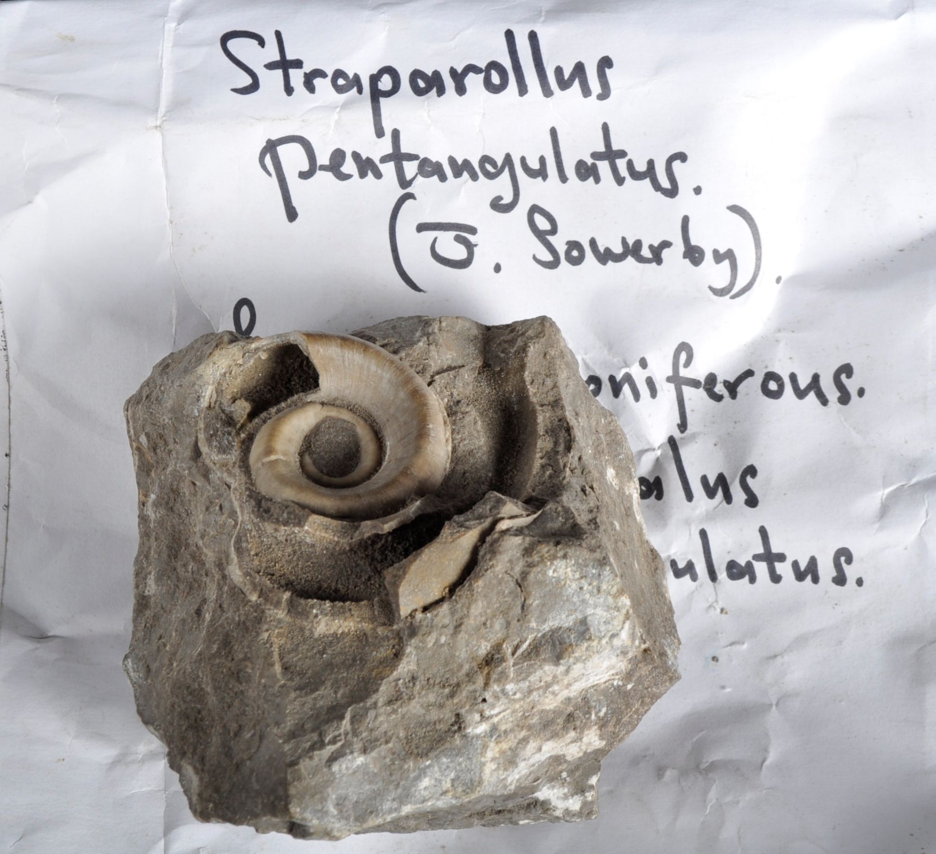 FOSSILS - COLLECTION OF GASTROPODS - Bild 8 aus 8