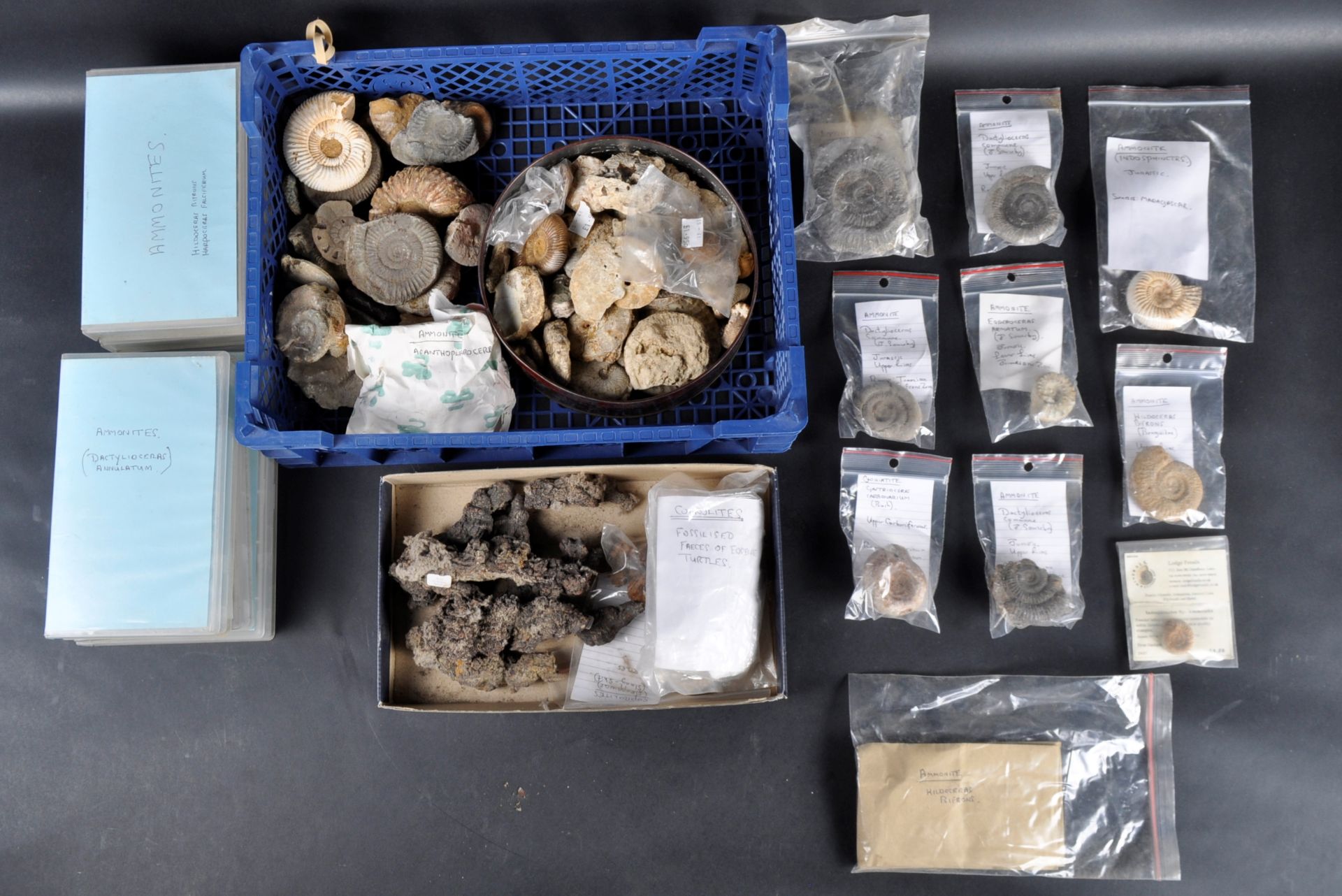 FOSSILS - LARGE COLLECTION OF AMMONITE FOSSILS & COPROLITES - Bild 2 aus 7