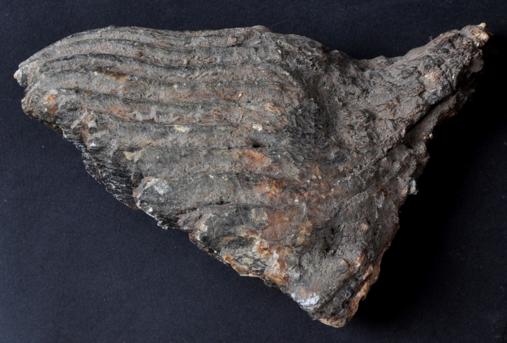 FOSSILISED BRITISH MAMMOTH TOOTH