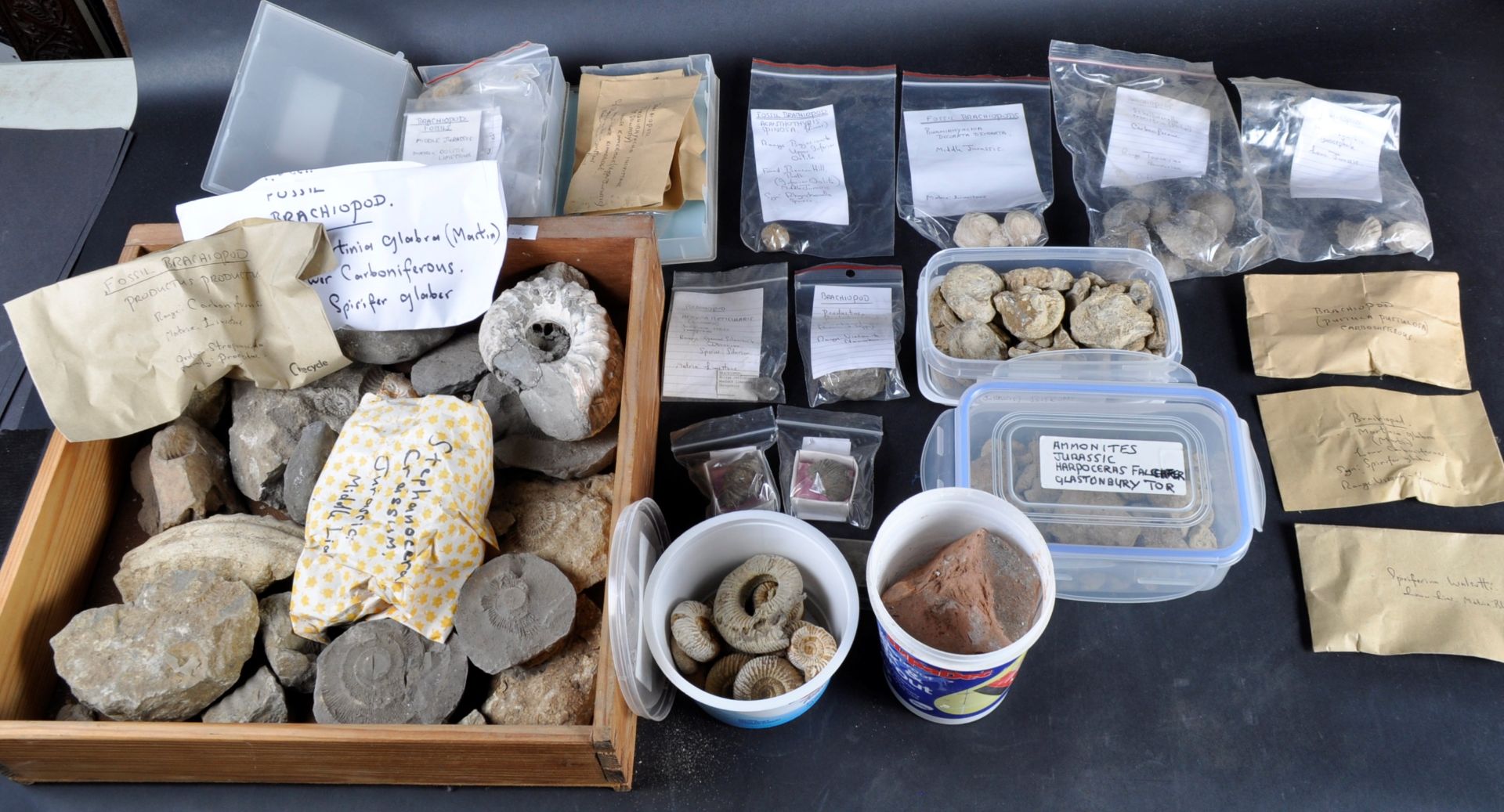 FOSSILS - LARGE COLLECTION OF AMMONITES - Bild 2 aus 8