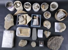 FOSSILS - LARGE COLLECTION OF FOSSILS & MINERALS