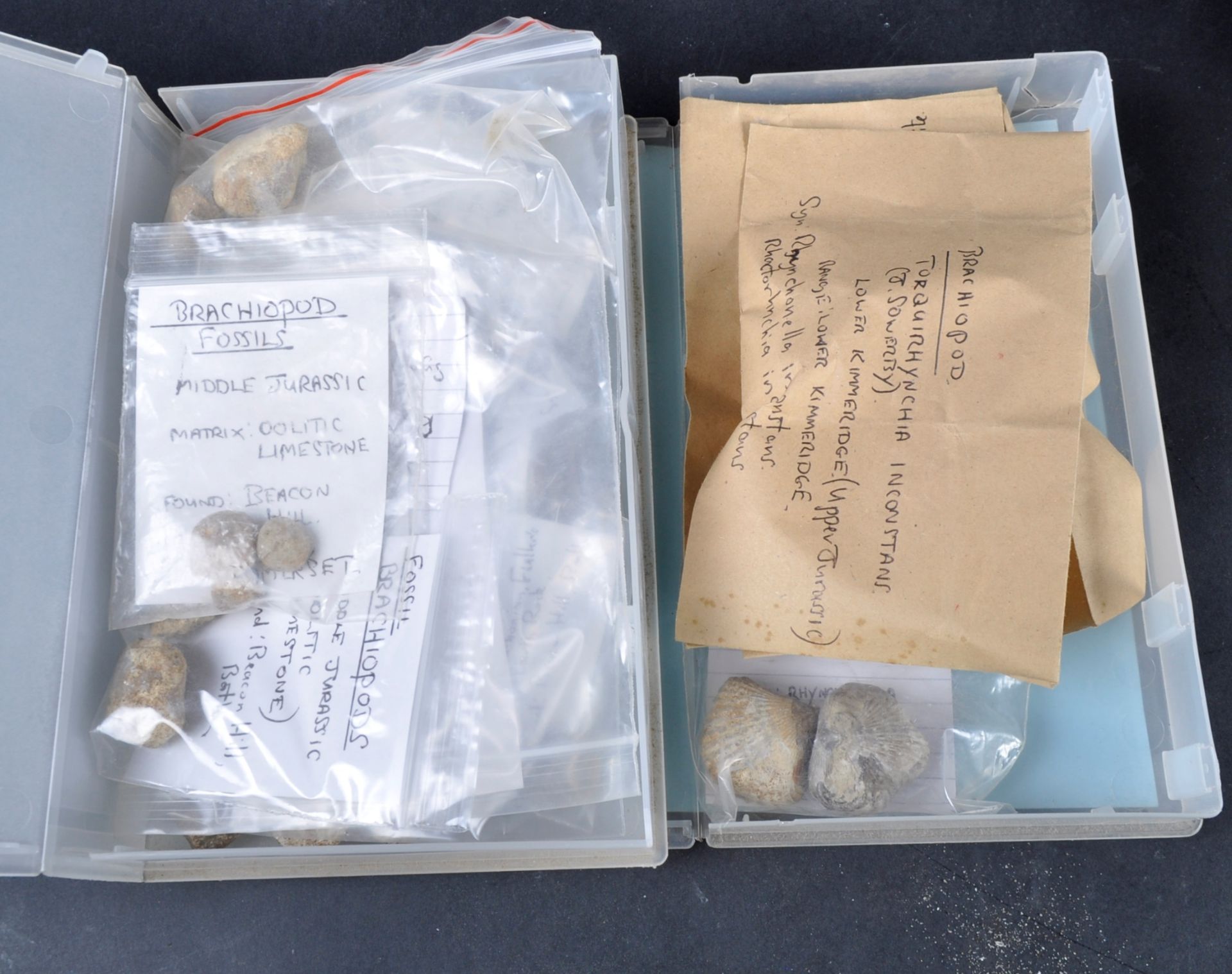 FOSSILS - LARGE COLLECTION OF AMMONITES - Bild 5 aus 8