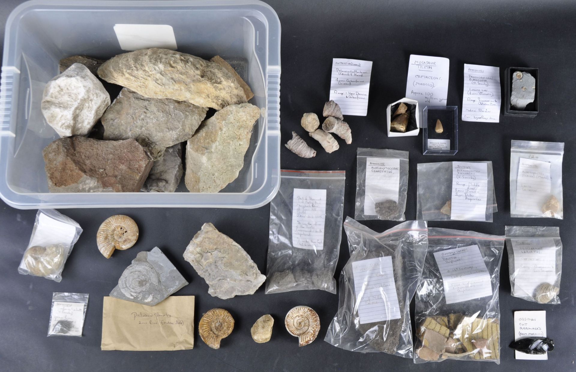 FOSSILS - COLLECTION OF FOSSILS & BONE