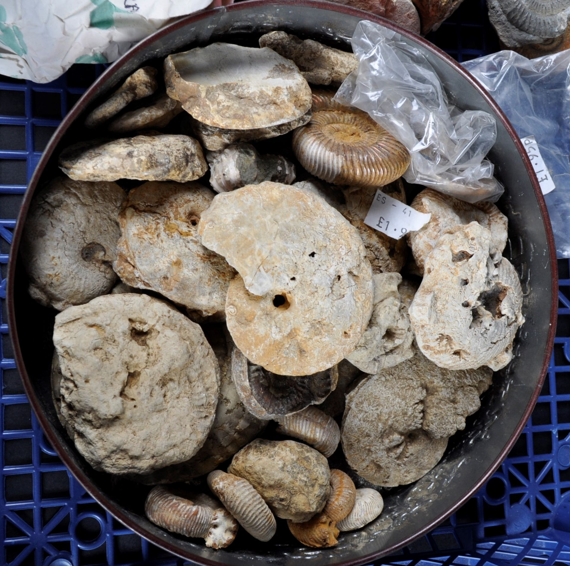 FOSSILS - LARGE COLLECTION OF AMMONITE FOSSILS & COPROLITES - Bild 5 aus 7