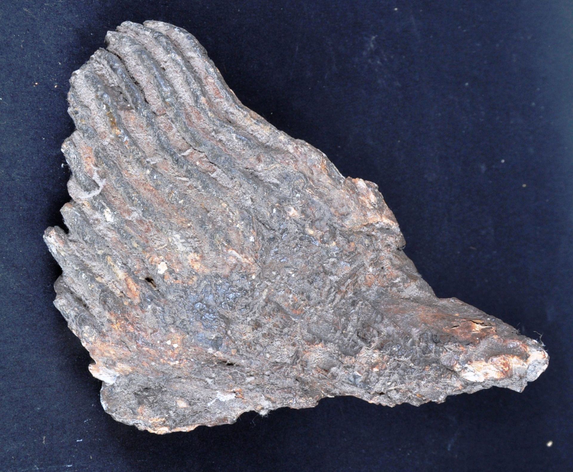 FOSSILISED BRITISH MAMMOTH TOOTH - Bild 5 aus 6