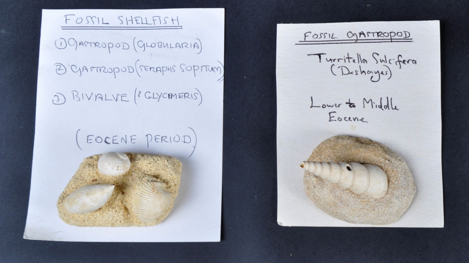 FOSSILS - COLLECTION OF GASTROPODS - Bild 4 aus 8