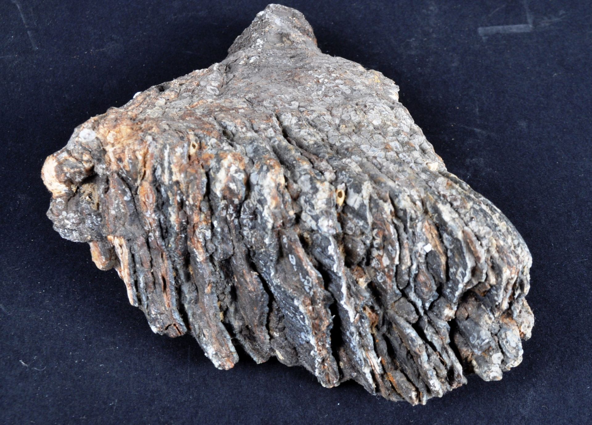 FOSSILISED BRITISH MAMMOTH TOOTH - Image 3 of 6