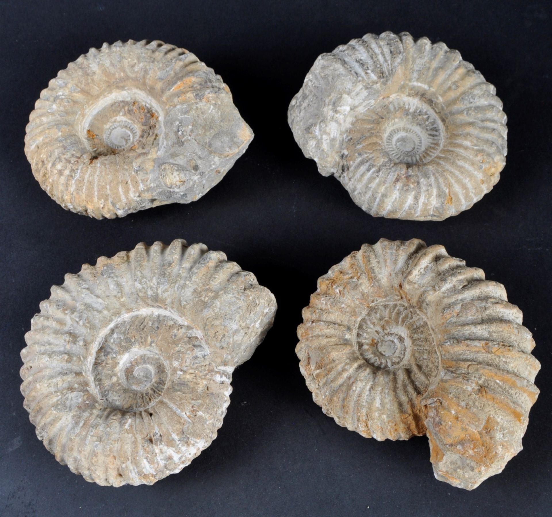 FOSSILS - COLLECTION OF AMMONITES FOSSILS - Bild 3 aus 7