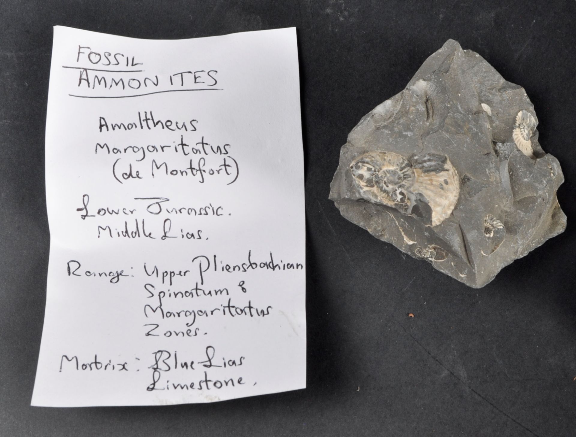FOSSILS - LARGE COLLECTION OF AMMONITE FOSSILS - Bild 4 aus 7