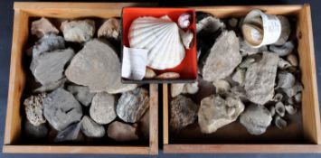 FOSSILS - COLLECTION OF FOSSILS, MINERALS & ROCK SPECIMENS