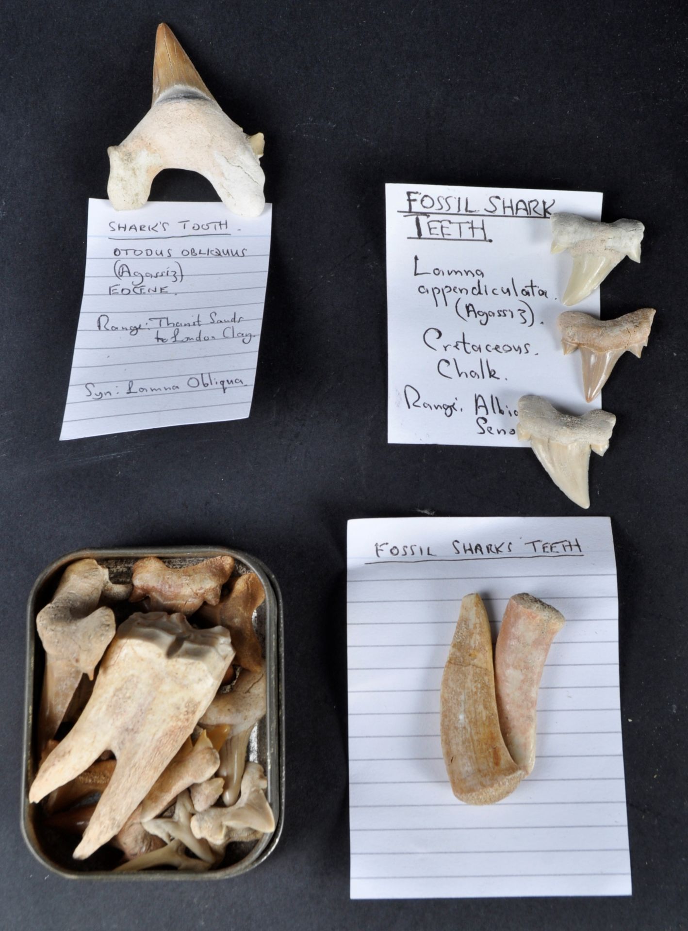 FOSSILS - LARGE COLLECTION OF FOSSILISED TEETH - Bild 5 aus 6